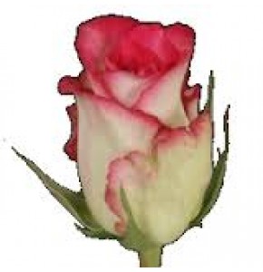 ΤΡΙΑΝΤΑΦΥΛΛΑ ΔΙΧΡΩΜΑ ΡΟΖ 60εκ ROSEN DOUBLE  DATE 60cm